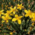 Ľubovník 'GRANDIFLORUM´, kont. 0,5l