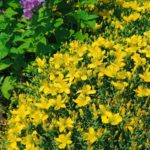 Ľubovník 'GRANDIFLORUM´, kont. 0,5l