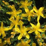 Ľubovník 'GRANDIFLORUM´, kont. 0,5l