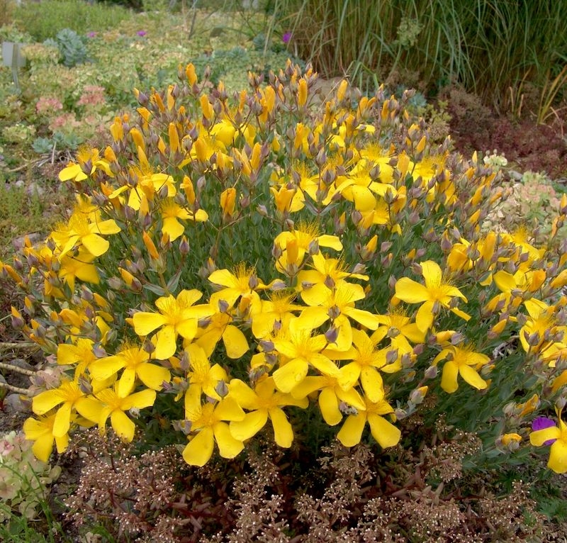 Ľubovník 'GRANDIFLORUM´, kont. 0,5l