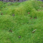 Machovička šidlovitá, kont. 0,5l