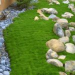 Machovička šidlovitá, kont. 0,5l