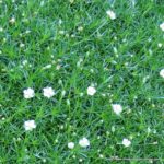 Machovička šidlovitá, kont. 0,5l