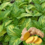 Mäta zázvorová 'GINGER', kont. 1l