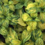Mäta zázvorová 'GINGER', kont. 1l