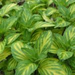 Mäta zázvorová 'GINGER', kont. 1l