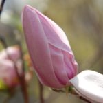 Magnólia hybridná 'BETTY', kont. 5 l