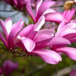 Magnólia hybridná 'BETTY', kont. 5 l