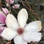 Magnolia soulangeana, 80-100 cm, kont. 10 l