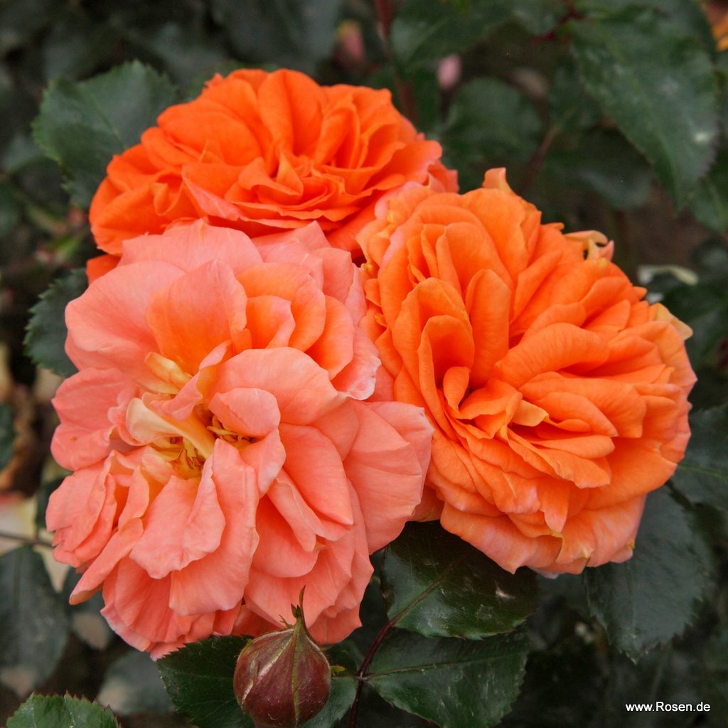 Ruža mnohokvetá ‘MANGO®‘, KORDES, kont. 2 l