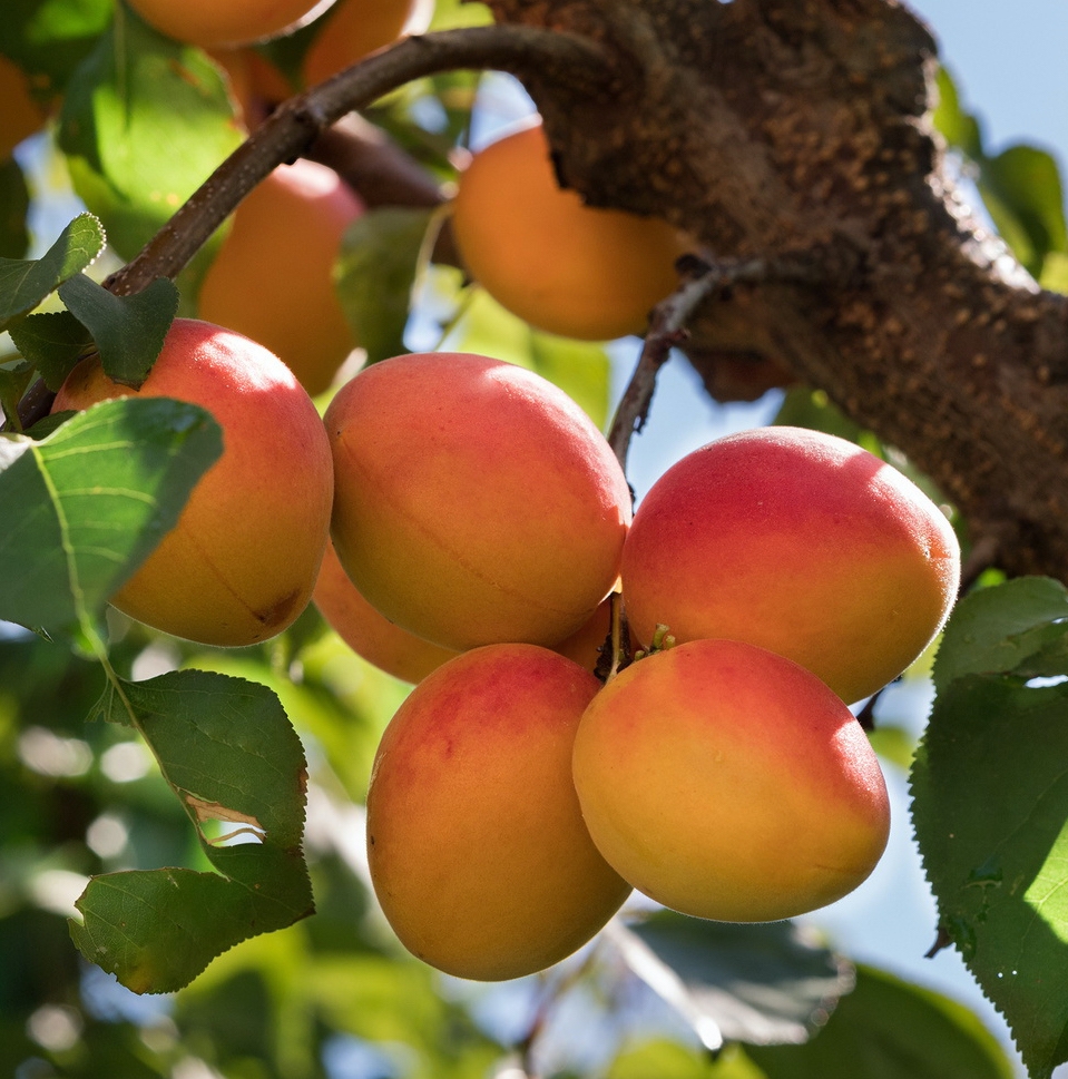 Marhuľa neskorá 'KURESIA'® , rezistentná, podp. adesoto, kont. 12 l