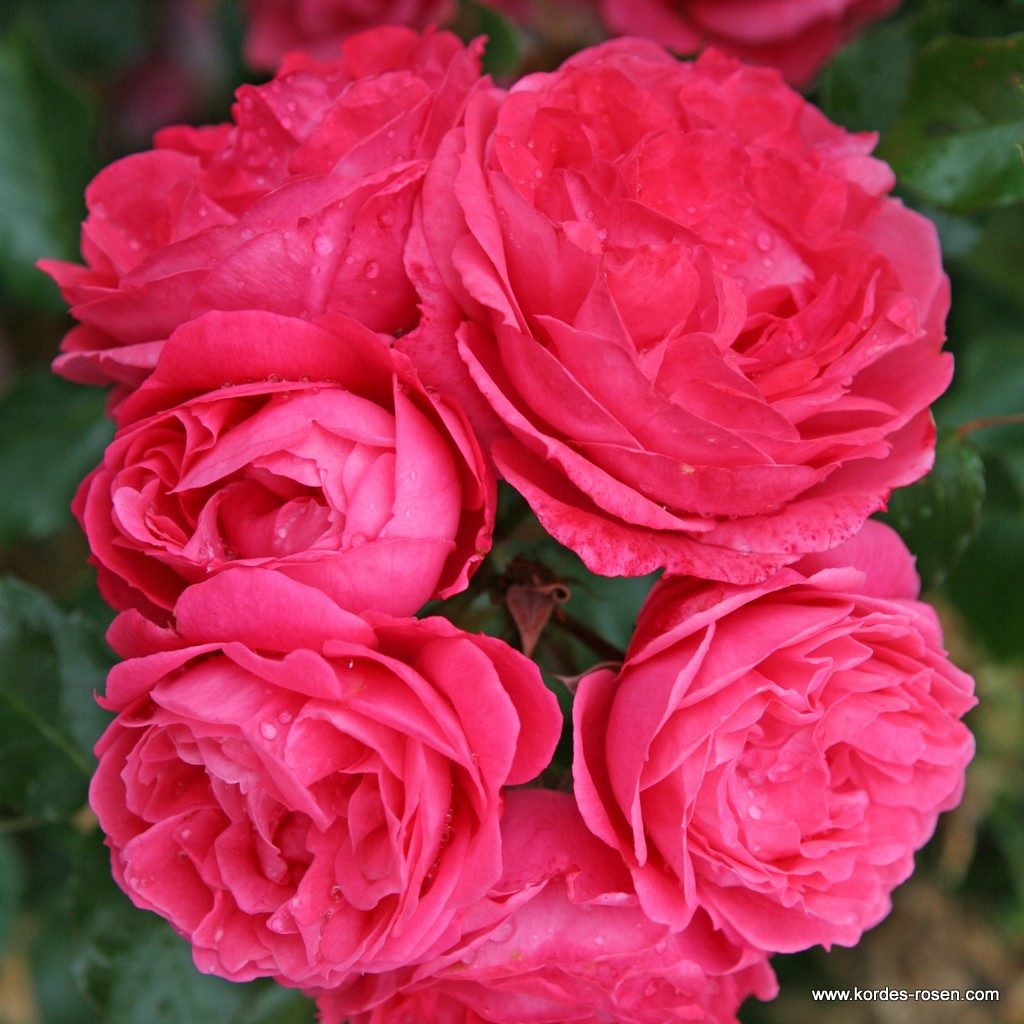 Ruža mnohokvetá ‘MOIN MOIN®‘, KORDES, kont. 2 l