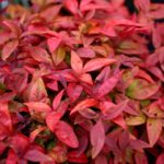 Nebeský bambus, Nandina domáca 'AKA BLUSH PINK', kont. 7 l