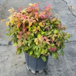 Nebeský bambus, Nandina domáca 'AKA BLUSH PINK', kont. 7 l