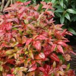Nebeský bambus, Nandina domáca 'AKA BLUSH PINK', kont. 7 l