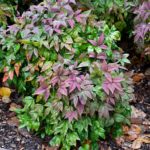 Nebeský bambus, Nandina domáca 'AKA BLUSH PINK', kont. 7 l