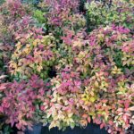 Nebeský bambus, Nandina domáca 'AKA BLUSH PINK', kont. 7 l