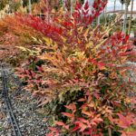 Nebeský bambus, Nandina domáca 'OBSESSED, kont. 3 l