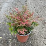Nebeský bambus, Nandina domáca 'OBSESSED, kont. 3 l