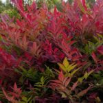 Nebeský bambus, Nandina domáca 'OBSESSED, kont. 3 l