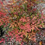 Nebeský bambus, Nandina domáca 'OBSESSED, kont. 3 l