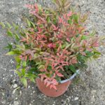 Nebeský bambus, Nandina domáca 'OBSESSED, kont. 3 l
