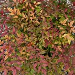 Nebeský bambus, Nandina domáca 'OBSESSED, kont. 3 l
