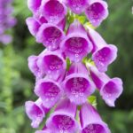 Náprstník purpurový 'Castor Rose', kont. 1 l