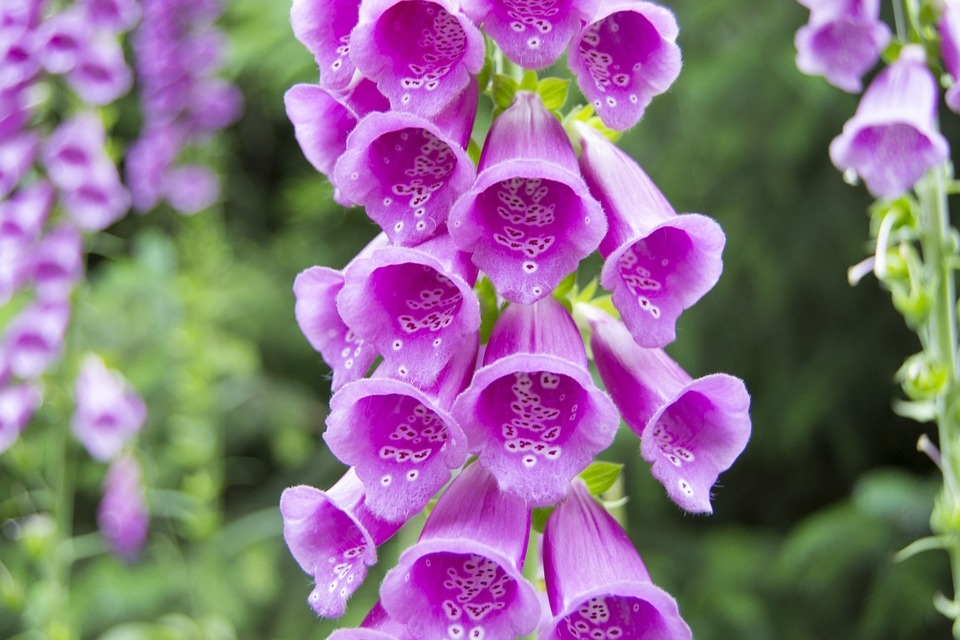 Náprstník purpurový 'Castor Rose', kont. 1 l