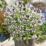 Nevädza horská 'AMETHYST IN SNOW', kont. 1l