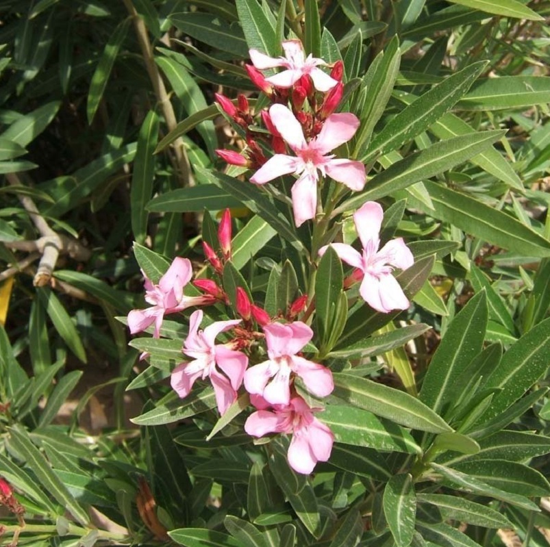 Oleander obyčajný - ružový, 40-60 cm, kont. 3 l