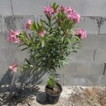 Oleander obyčajný - ružový na kmienku, kont. 10l