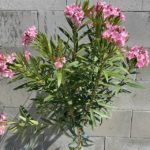 Oleander obyčajný - ružový na kmienku, kont. 10l
