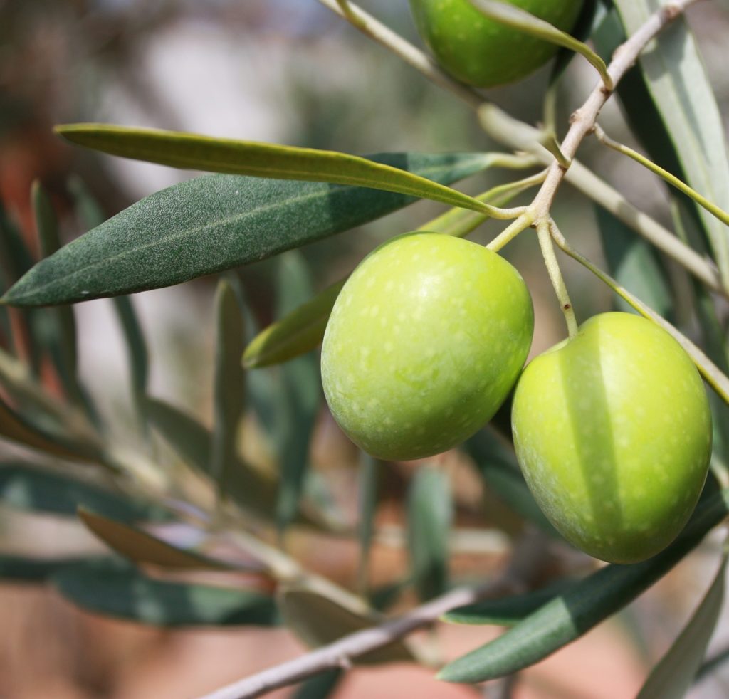 Olivovník európsky 'ŠPIRÁLA' v miske, 120cm
