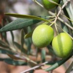 Olivovník európsky 'ŠPIRÁLA' v miske, 120cm