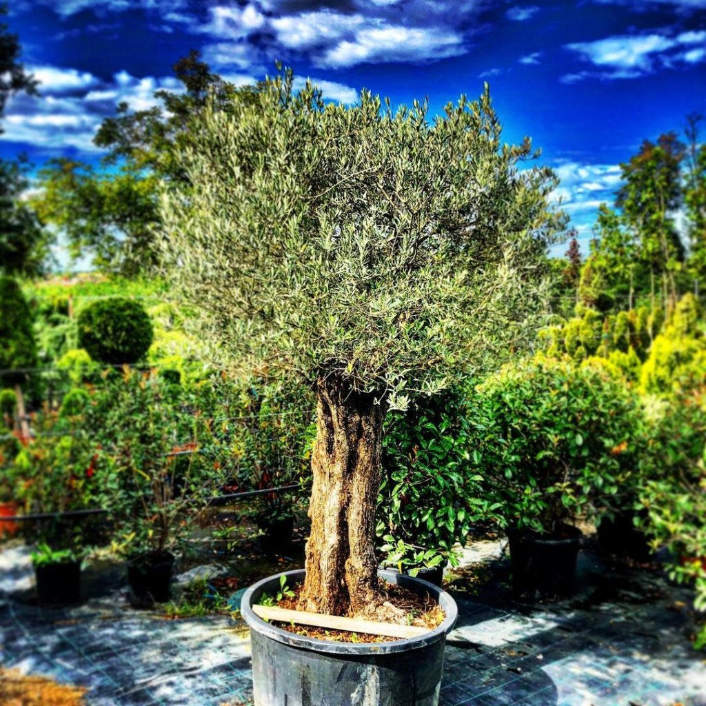 Olivovník európsky, 200cm, kont. 285l
