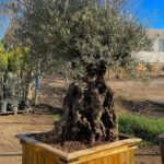 Olivovník európsky, kmeň 120-140, kont. 700 l