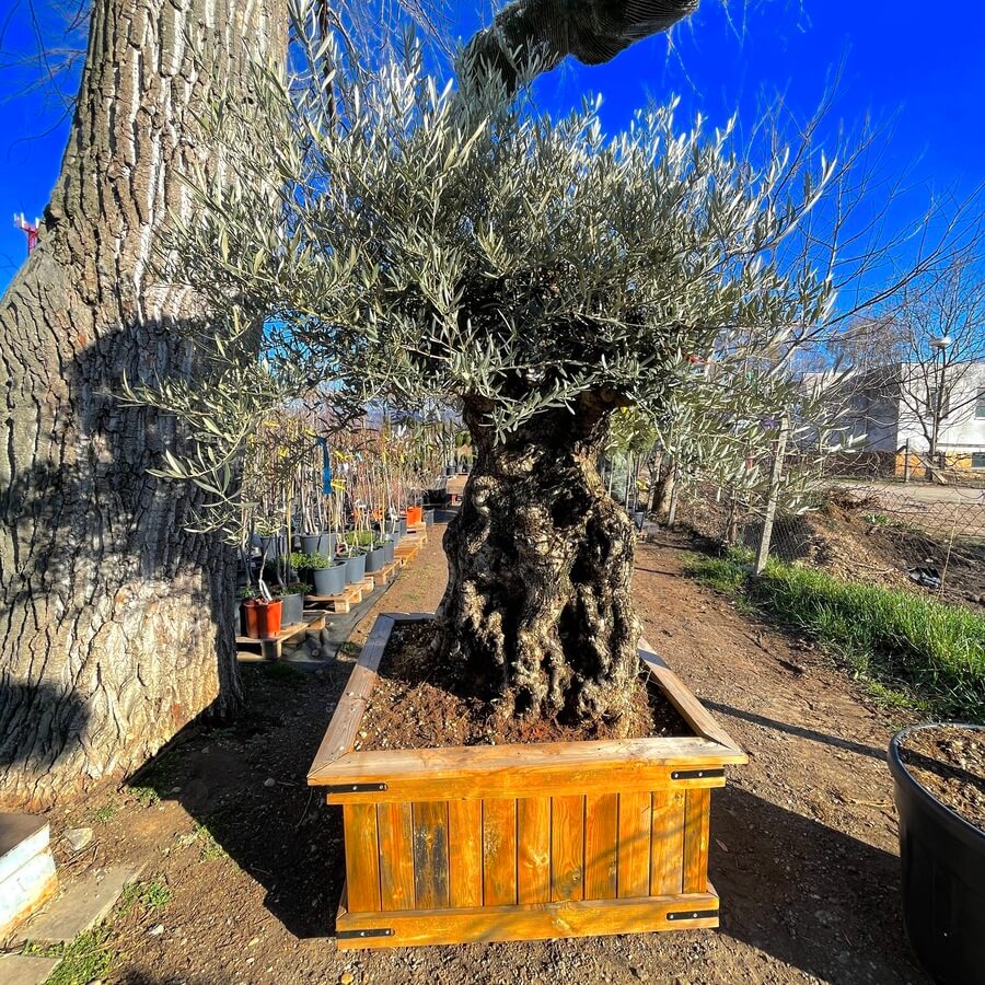 Olivovník európsky, kmeň 120-140, kont. 700 l