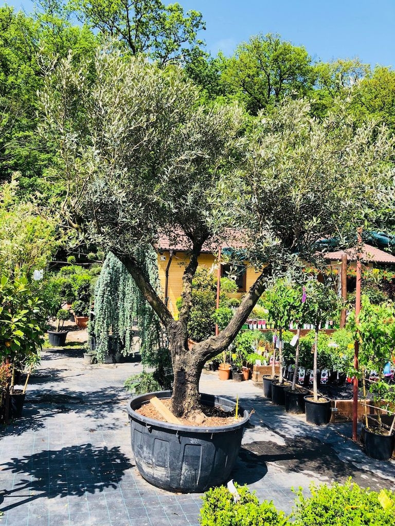 Olivovník európsky, 350cm
