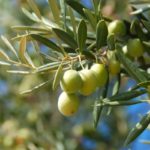 Olivovník európsky , Olea ´ Europaea´ , kont.12L