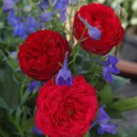 Ruža mnohokvetá ‘OUT OF ROSENHEIM‘ KORDES, kont. 2l