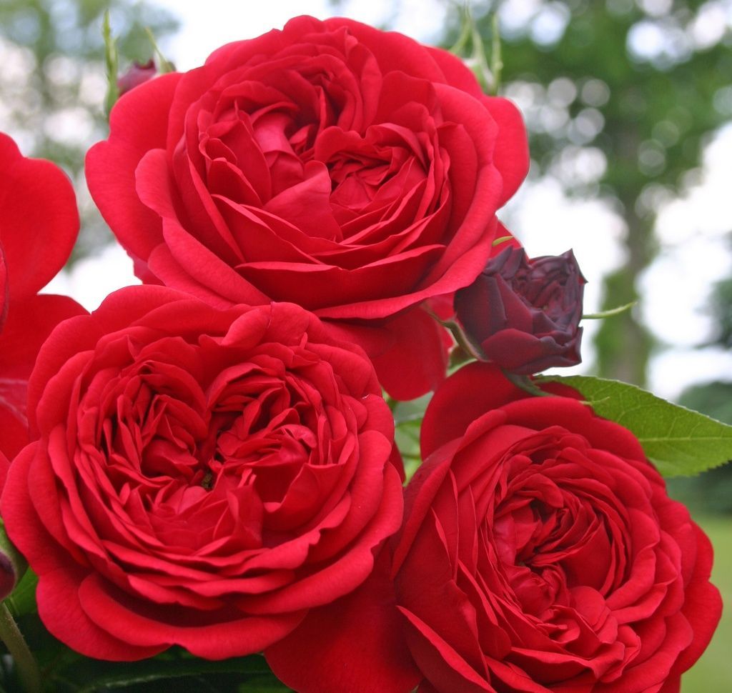Ruža mnohokvetá ‘OUT OF ROSENHEIM‘ KORDES, kont. 2l