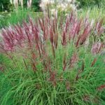 Ozdobnica čínska ´RED CHIEF´, kont. 1 l