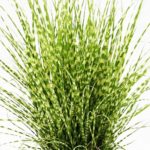 Ozdobnica čínska STRICTUS DWARF, kont. 1L
