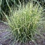 Ozdobnica čínska STRICTUS DWARF, kont. 1L