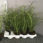Ozdobnica čínska STRICTUS DWARF, kont. 1L