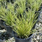 Ozdobnica čínska STRICTUS DWARF, kont. 1L