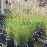 Ozdobnica čínska´GRACILLIMUS´, kont. 2l