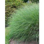 Ozdobnica čínska´GRACILLIMUS´, kont. 2l