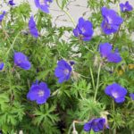 Pakost hybridný 'JOHNSON´S BLUE', kont. 0,5Lit.